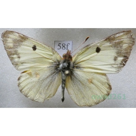 Colias hyale (Linnaeus, 1758) Szlaczkoń siarecznik Poland58f